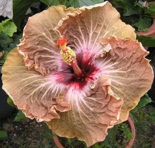 Tah French Toast - Hibiscus Tahitian French Toast