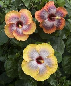 328f0ec8f47aef7ea927999dc75b9668 - Hibiscus Fifth Dimensions