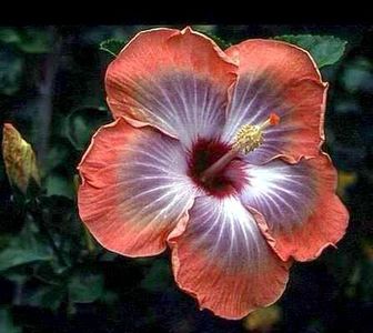 5thdim - Hibiscus Fifth Dimensions