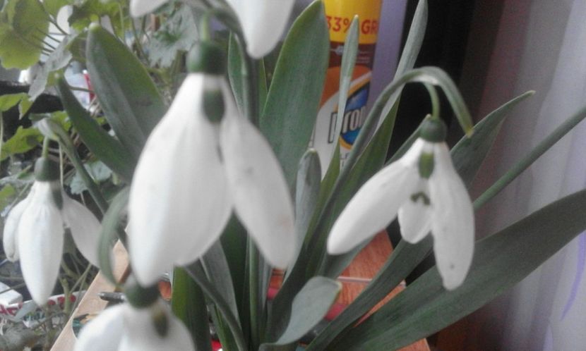 29243624_755650084634632_7948384301815431168_o - primavara2018