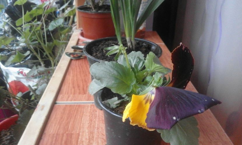 29178499_755648591301448_7756887532746309632_o - primavara2018