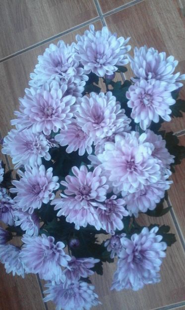 29178645_755649741301333_5505814814074601472_o - primavara2018