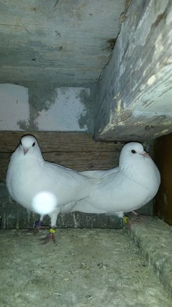 Pereche - 10 Tobosari arabi