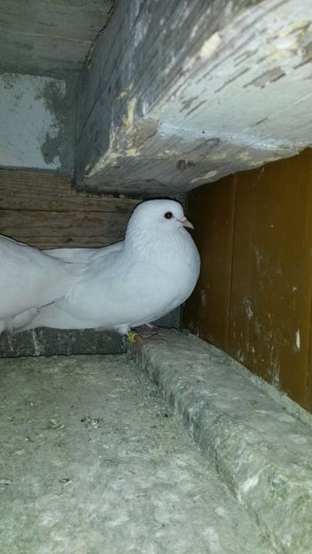 Mascul 2017 - 10 Tobosari arabi