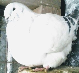 110518287_KYCGKKI - - A - CRESCATOR POLIVALENT