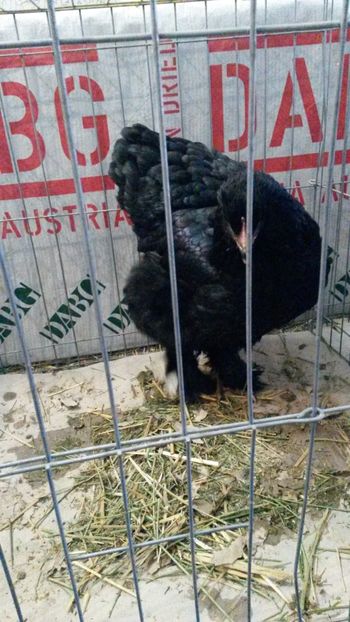  - Expoziție Dorohoi 2018