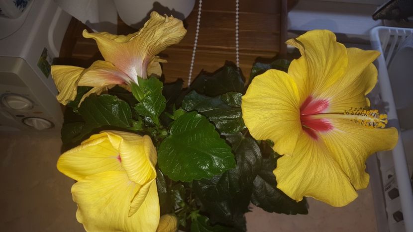 Cum se numeste? - Hibiscus Adonicus Yellow