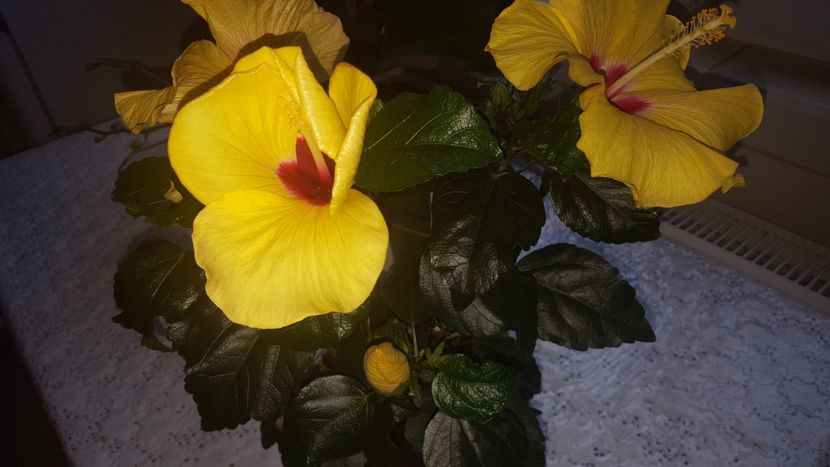  - Hibiscus Adonicus Yellow