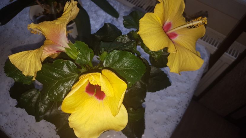  - Hibiscus Adonicus Yellow