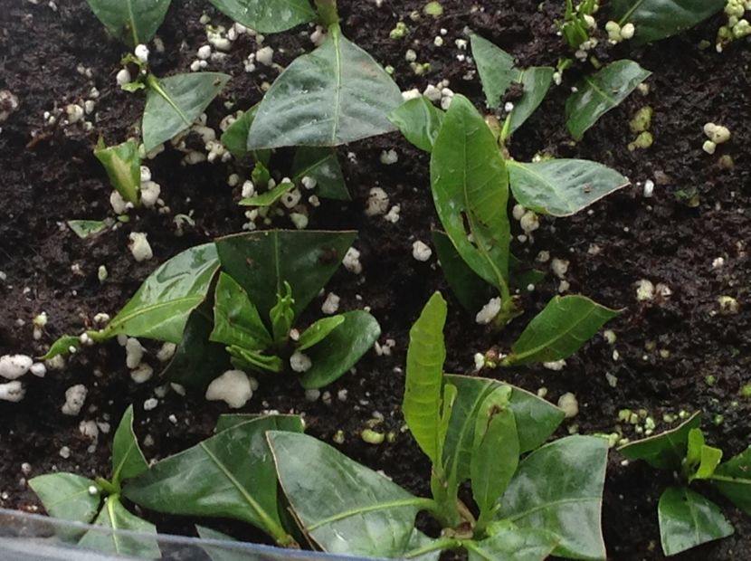 Butasii la 30 de zile - Gardenia butasi