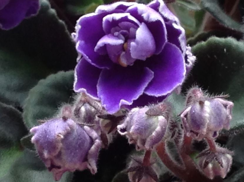  - Violete 2017 oct si inceput de 2018