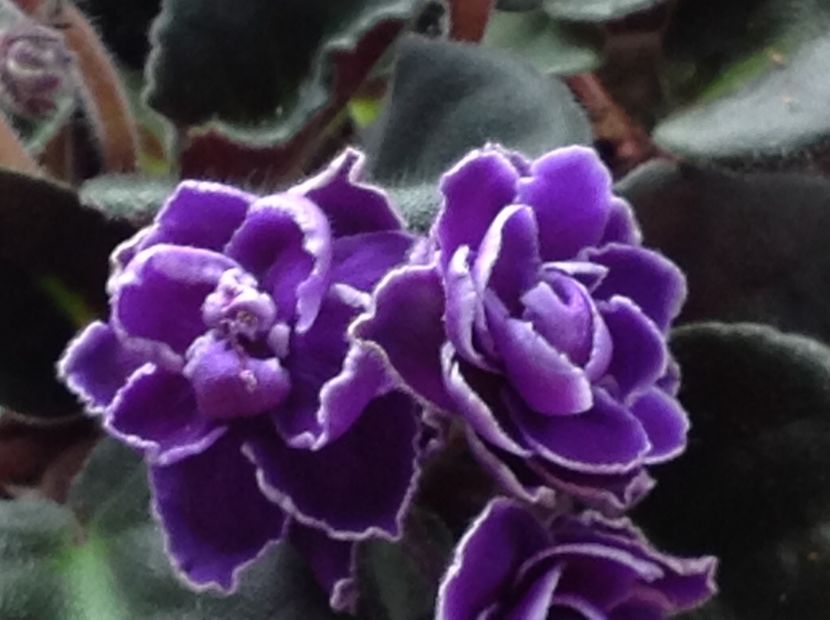  - Violete 2017 oct si inceput de 2018