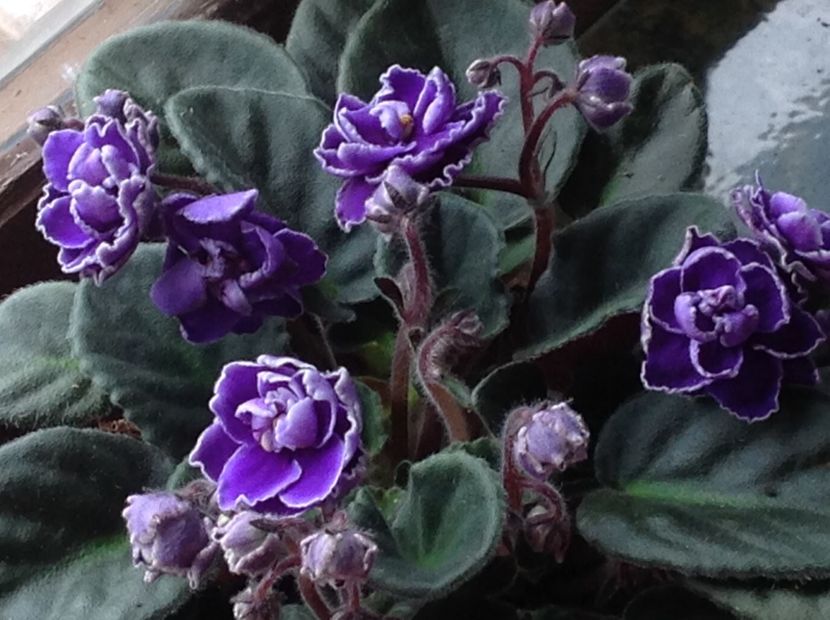  - Violete 2017 oct si inceput de 2018