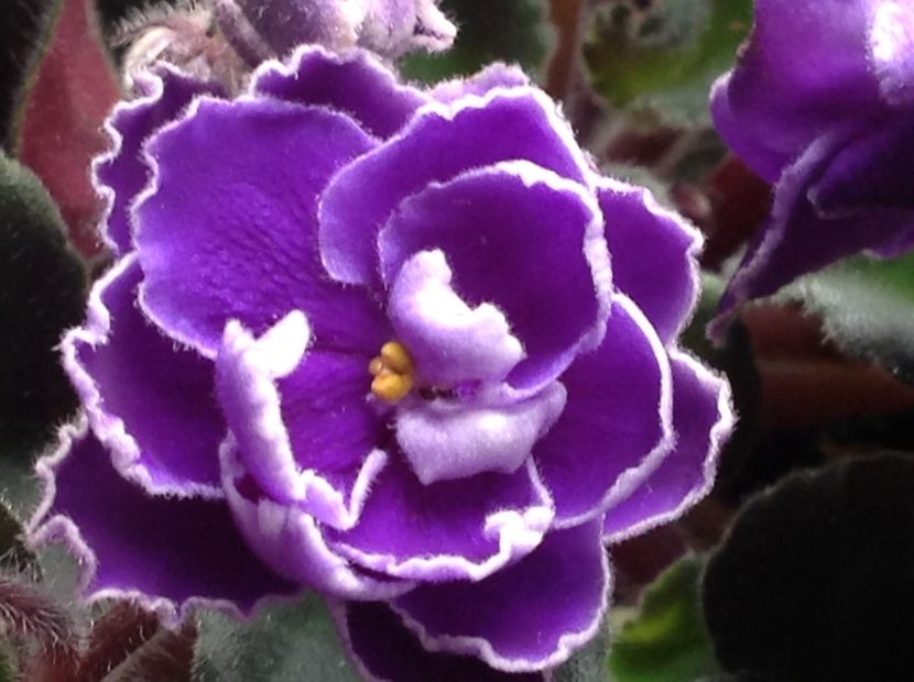  - Violete 2017 oct si inceput de 2018