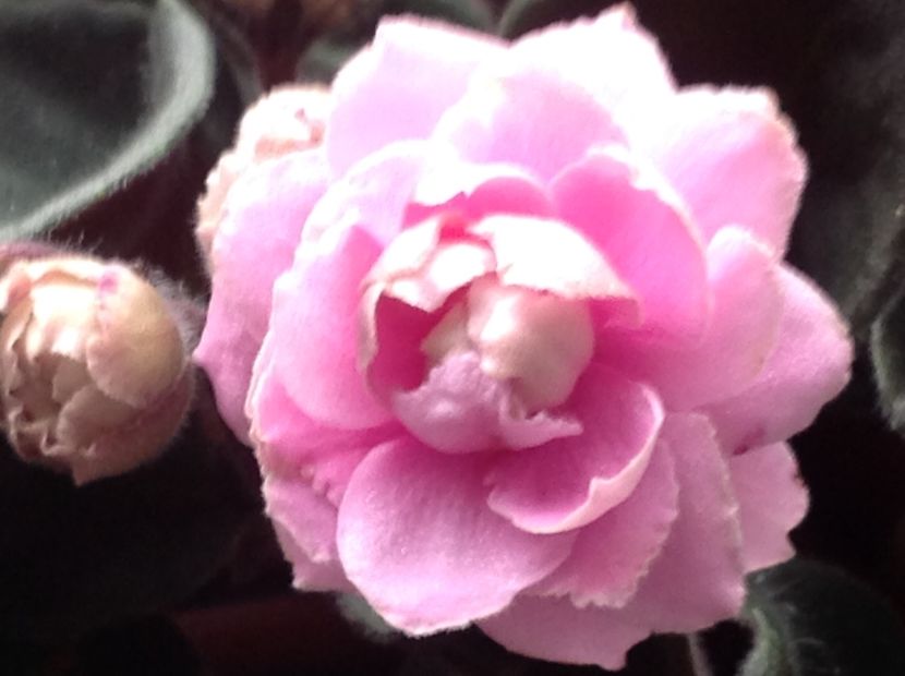  - Violete 2017 oct si inceput de 2018