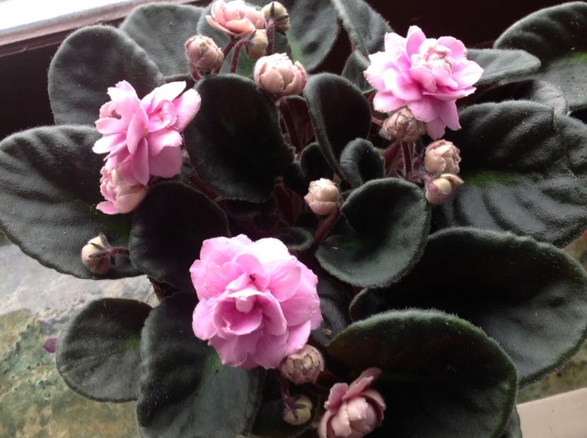  - Violete 2017 oct si inceput de 2018