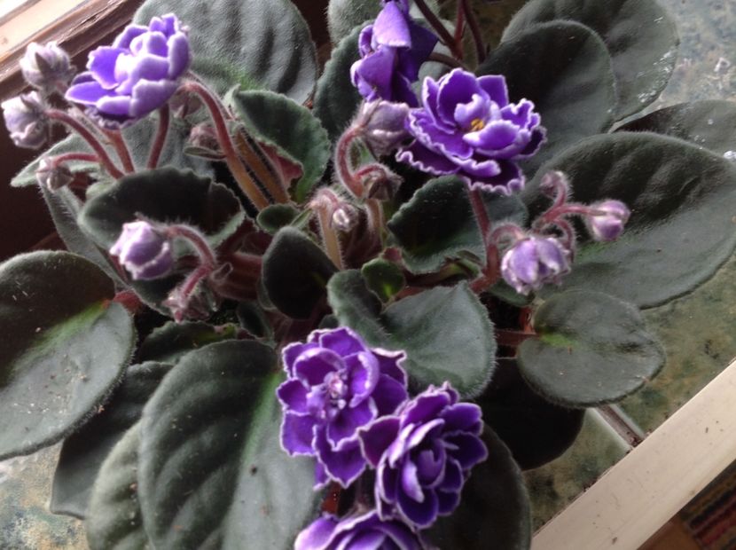  - Violete 2017 oct si inceput de 2018