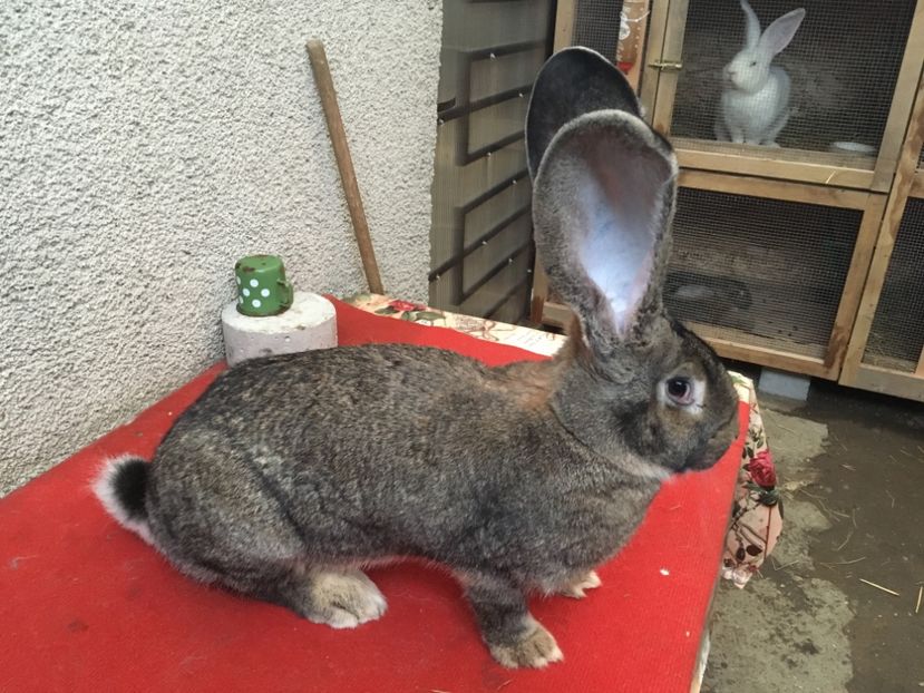 Mama :Ro 4 5780 - Fatari 2018