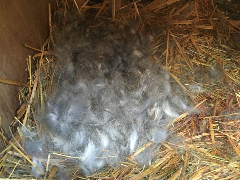 Fatare: 14.03.18 - Fatari 2018