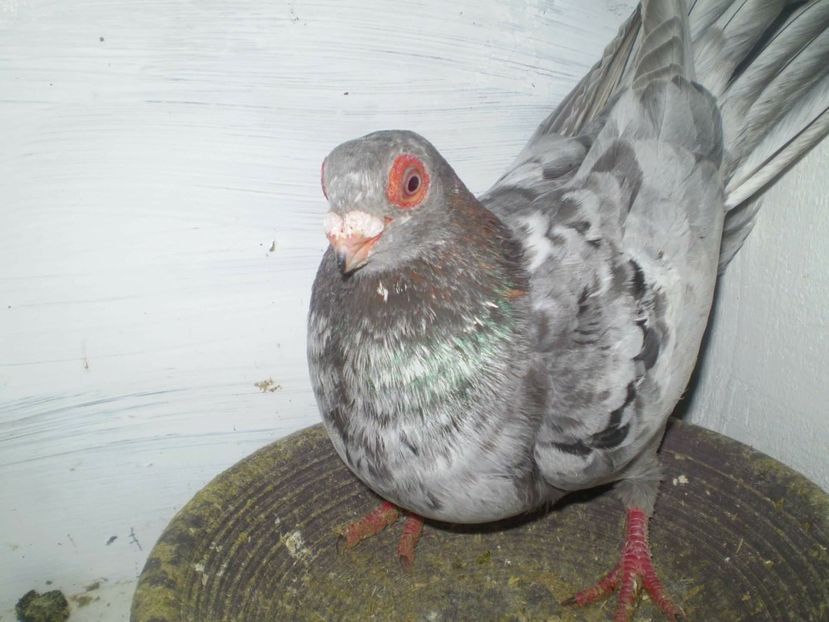 28337817_1601977639917922_2709920261072664620_o - Vind Schimb Cumpar Donez