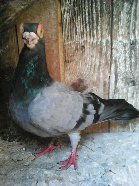  - CARUNCULATI INDIENI POLONEZI