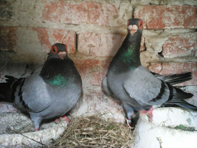  - CARUNCULATII  AUTOHTONI