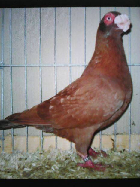 Indianer german - VOIAJORI DE FRUMUSETE BAGDETI INDIENI GERMANII