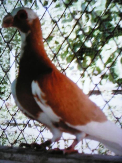  - VOIAJORI DE FRUMUSETE BAGDETI INDIENI GERMANII