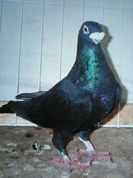 Voiajor belgian de frumusete - VOIAJORI DE FRUMUSETE BAGDETI INDIENI GERMANII