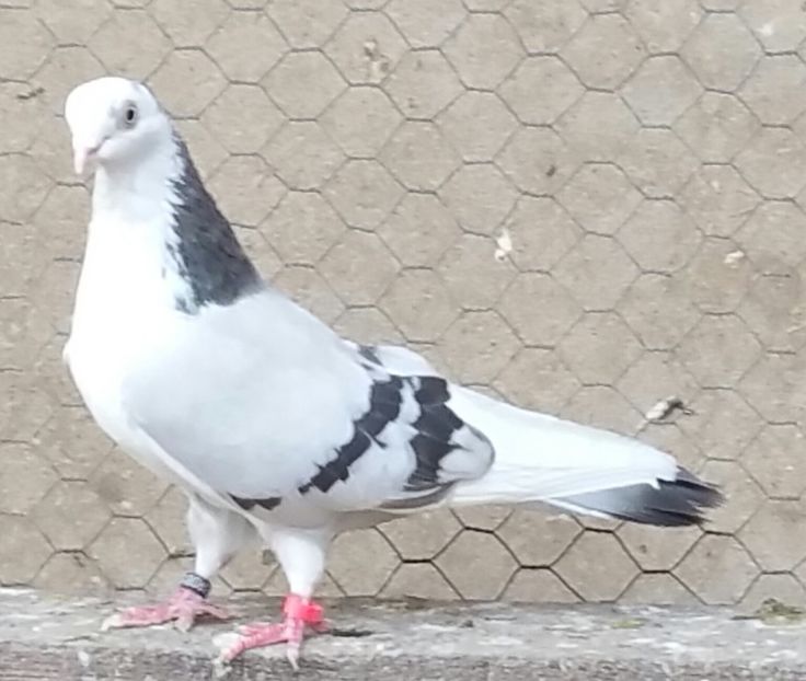 Femela 23 VANDUTA - D- Porumbei JUCATORI DE GALATI VANDUTI Album 3