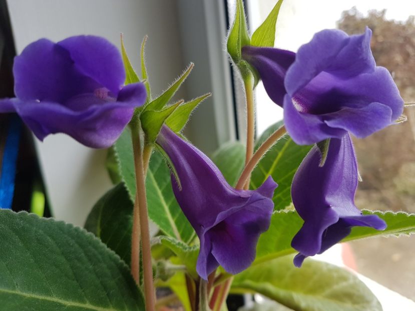 Sliper violet - gloxinia 2018
