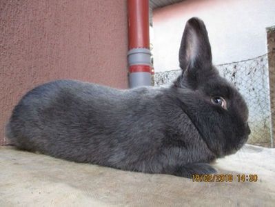 Albastru Wienez masc ajuns in Prejmer BV. - X ARHIVA IEPURI CE AM AVUT