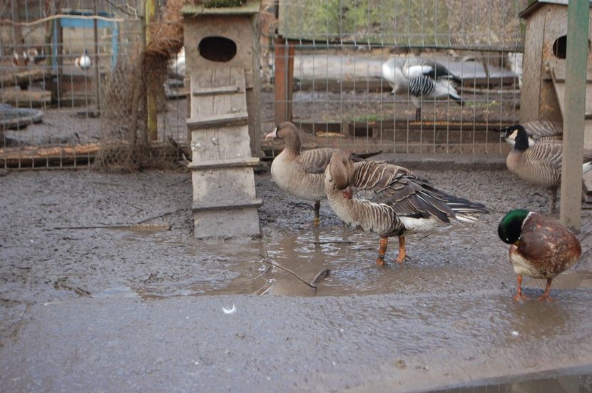  - Gaste Garlite Mari - Anser Albifrons Flavirostris