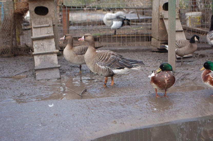  - Gaste Garlite Mari - Anser Albifrons Flavirostris