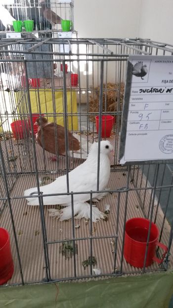  - Expoziție Dorohoi 2018