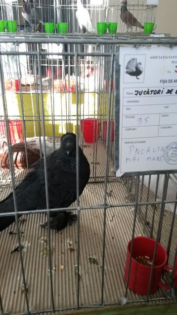  - Expoziție Dorohoi 2018