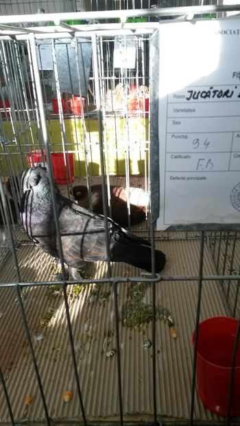 Mascul 2017 - Expoziție Dorohoi 2018