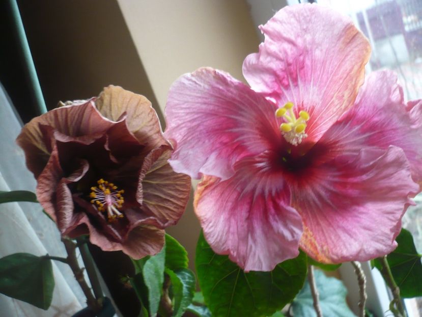 P1360364 - HIBISCUSI 2018-1