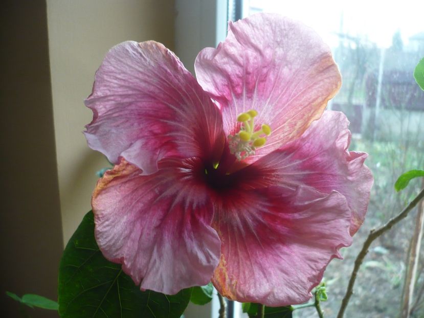 P1360367 - HIBISCUSI 2018-1