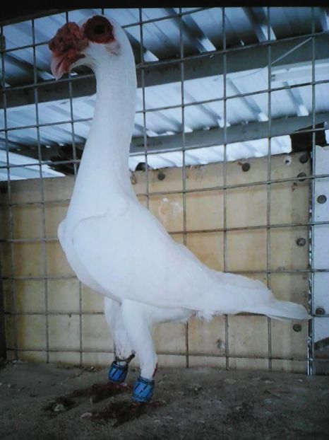 Bagdet Egiptean - VOIAJORI DE FRUMUSETE BAGDETI INDIENI GERMANII