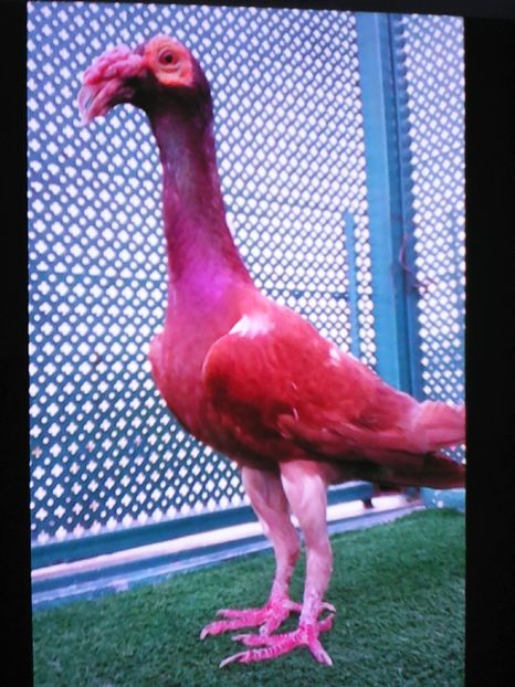  - VOIAJORI DE FRUMUSETE BAGDETI INDIENI GERMANII