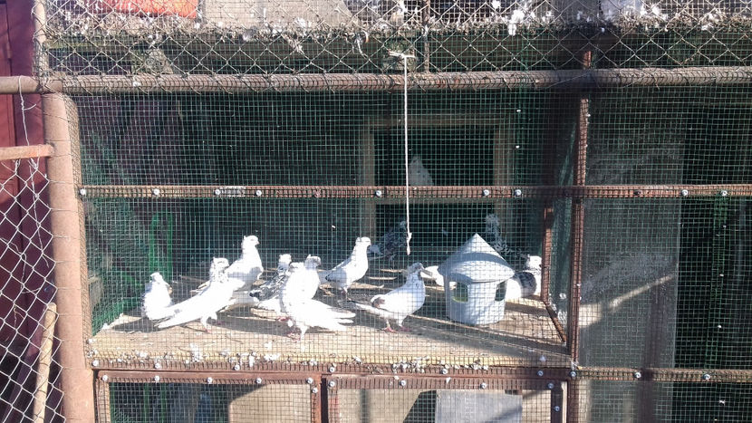  - 2018 jucatori de Amara