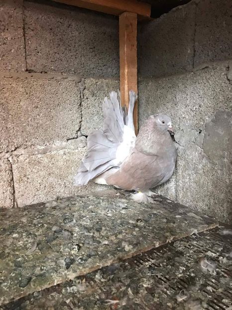 MG. LOFT - 3 VOLTATI INDIENI