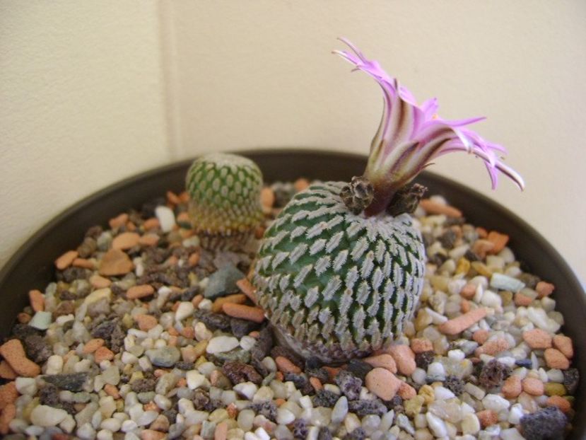 Turbinicarpus pseudopectinatus - Cactusi 2018