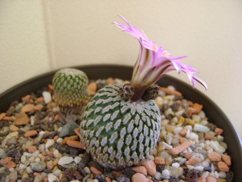 Turbinicarpus pseudopectinatus - Cactusi 2018