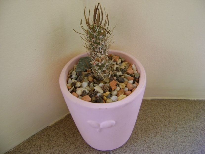 Toumeya papyracantha (Sclerocactus papyracanthus), altoita - Cactusi 2018