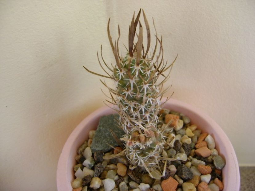 Toumeya papyracantha (Sclerocactus papyracanthus), altoita - Cactusi 2018