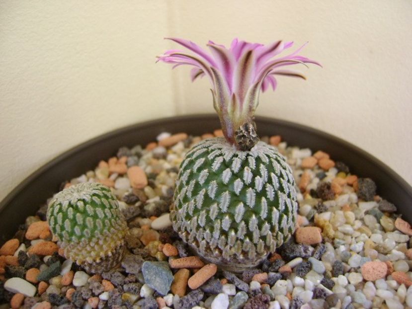 Turbinicarpus pseudopectinatus - Cactusi 2018