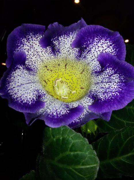 Tigrina Blue - Gloxinii 2018