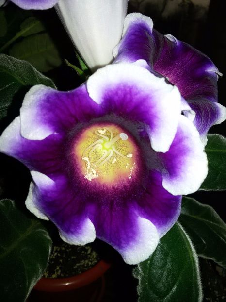  - Gloxinii 2018